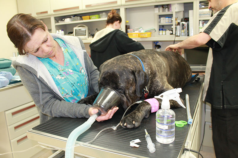 Large Dog on examination table