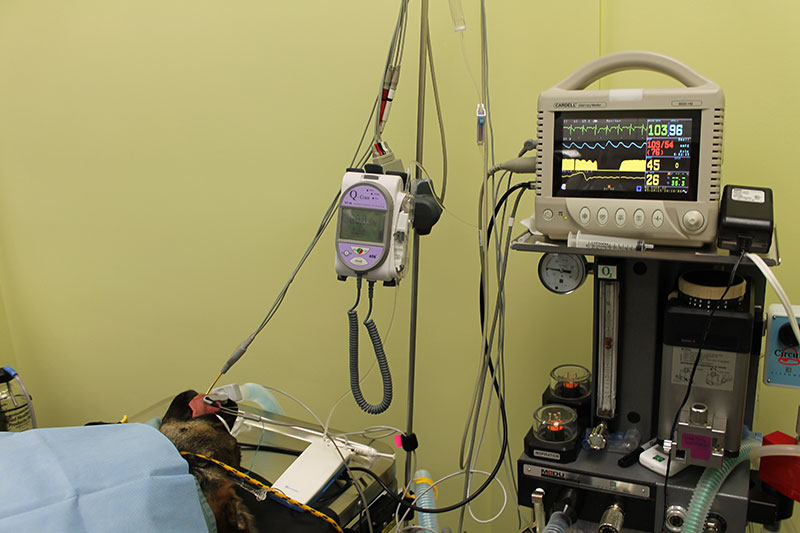 Dog under anesthesia being monitored by equipment