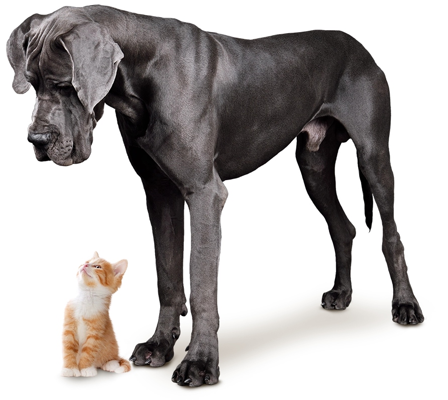 Great Dane and small kitten