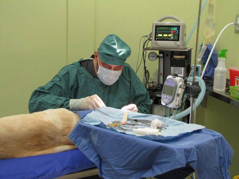 Dr. Ricardo Bonafine in the middle of surgery