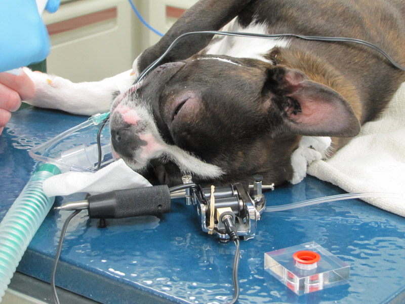 Dog under anesthesia