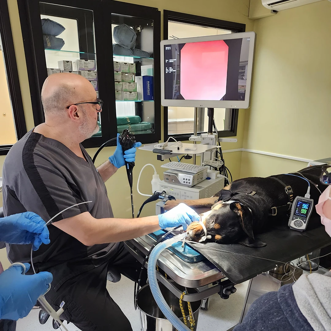 An endoscopy in progress