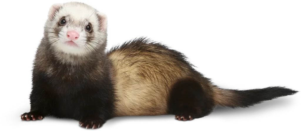 Cute ferret