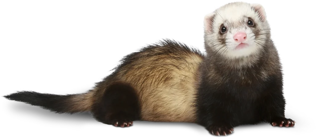 Cute ferret