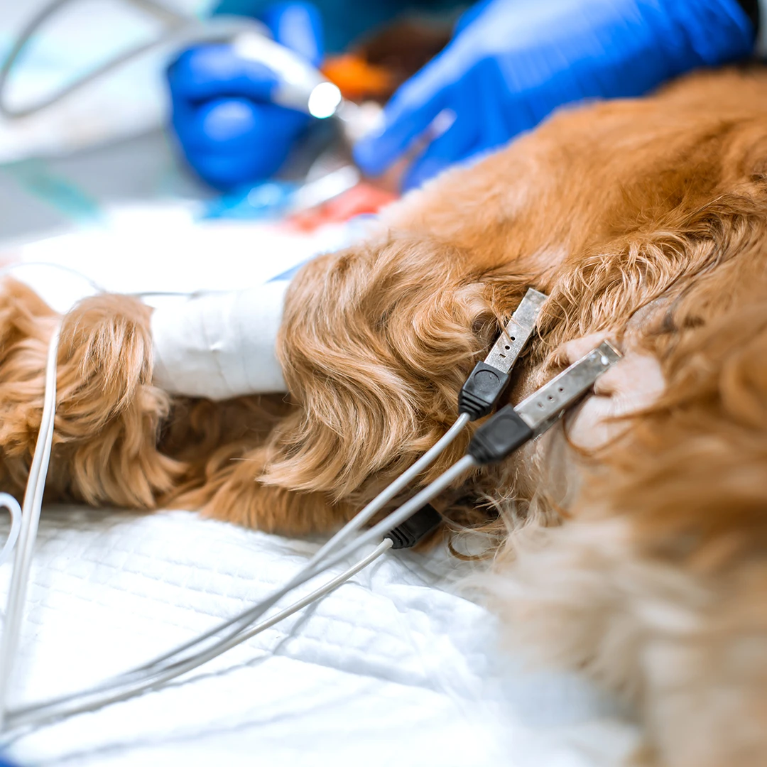 A dog getting an ECG