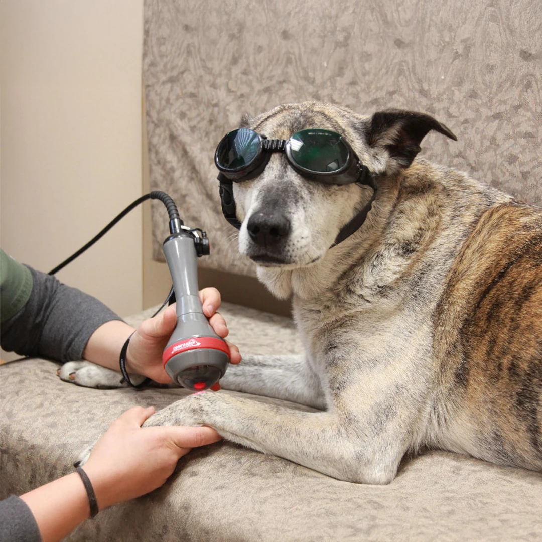 Laser therapy on a dog