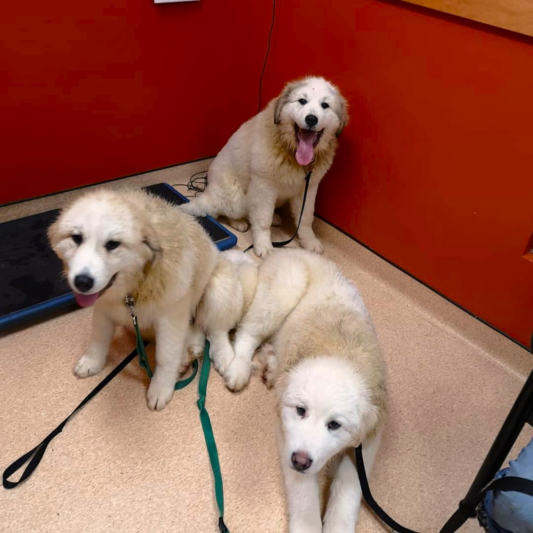 A pack of puppies