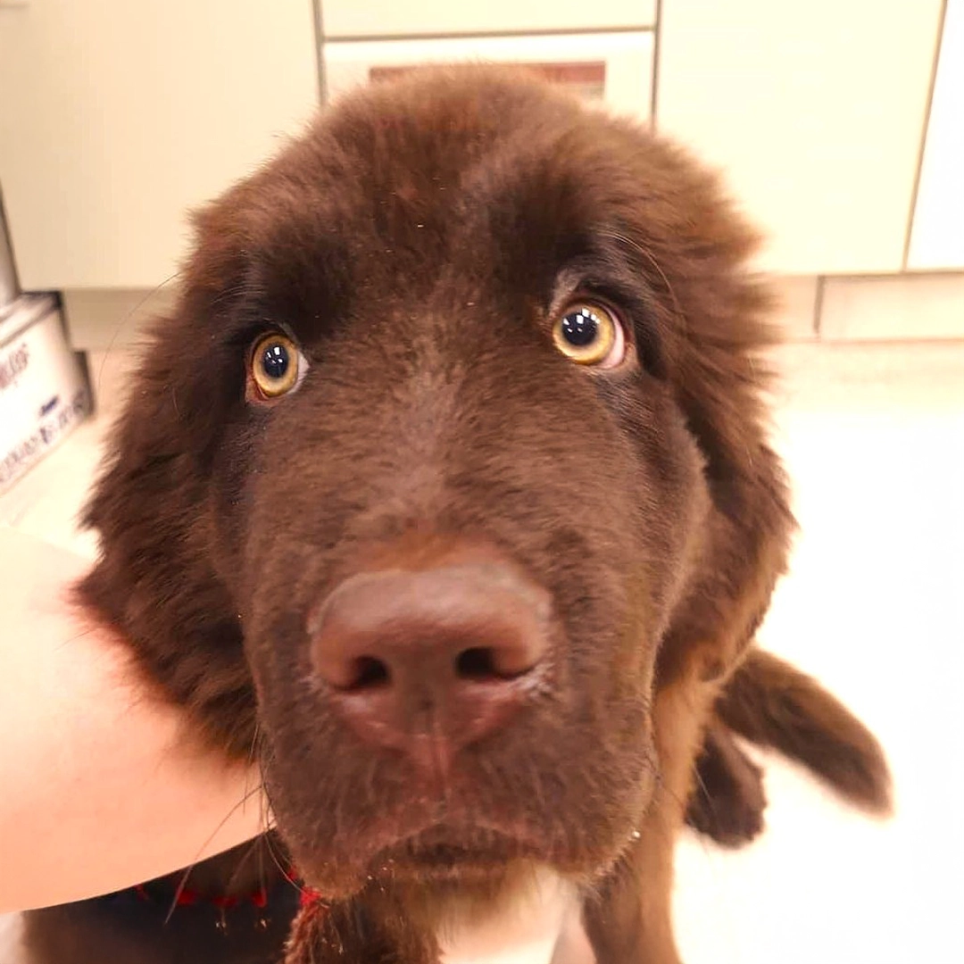 Fluffy brown dog giving puppy dog eyes