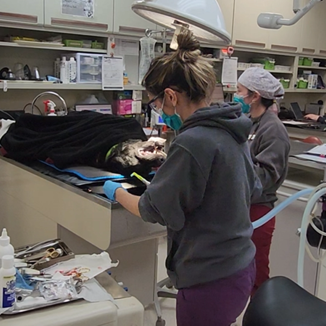 CHVC's Complete Dental Care