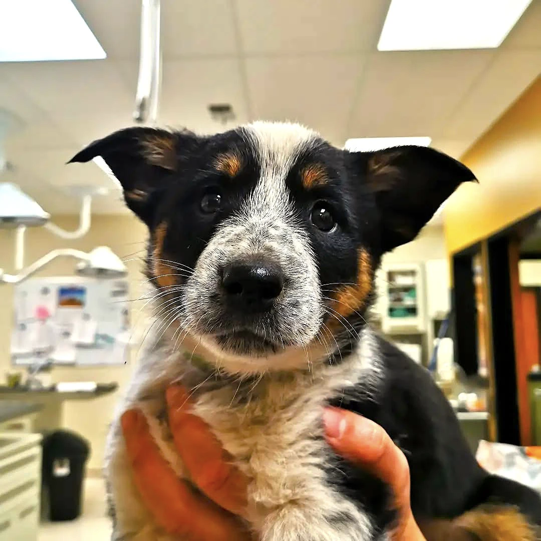 Adorable puppy being held