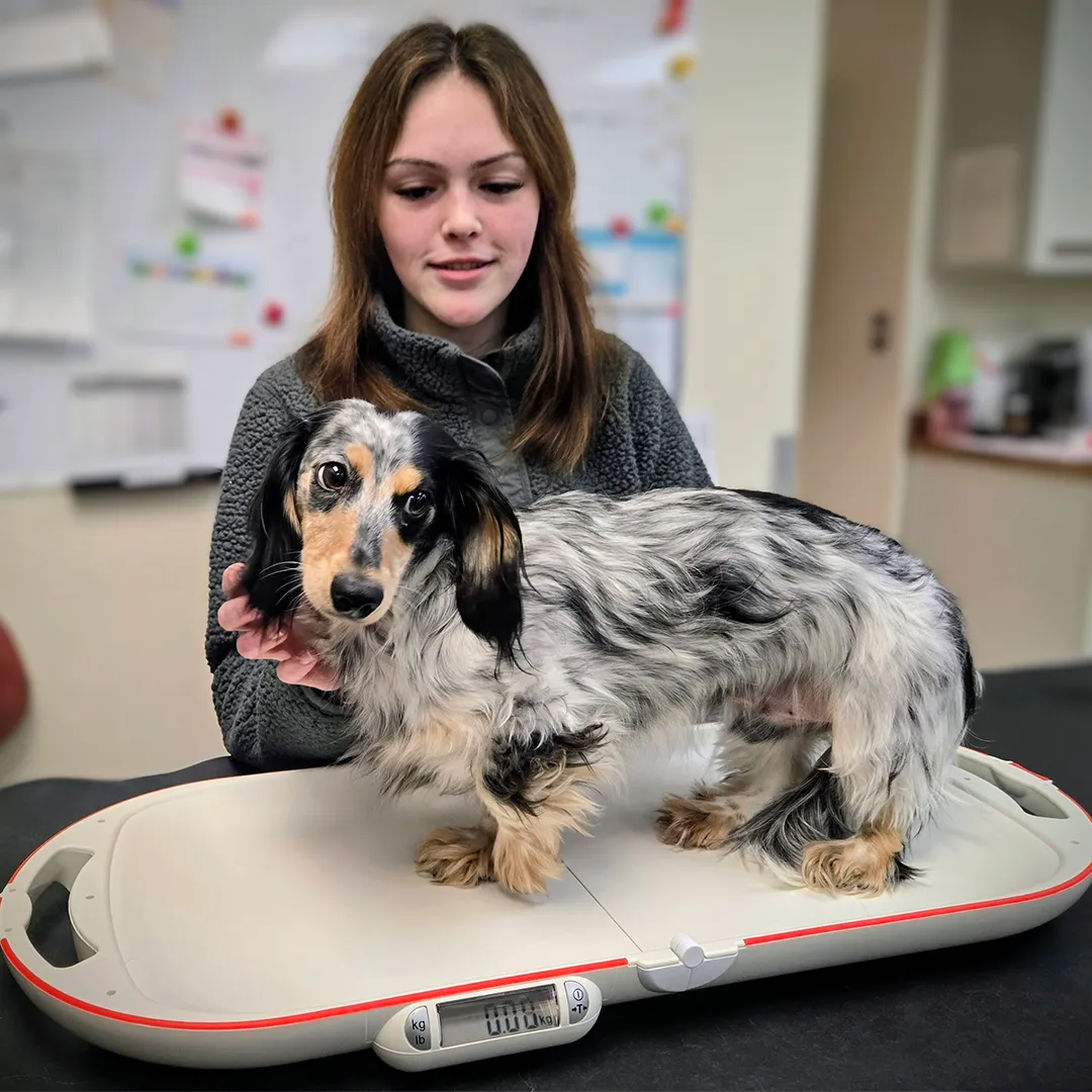 Dachshund being weighed on scale