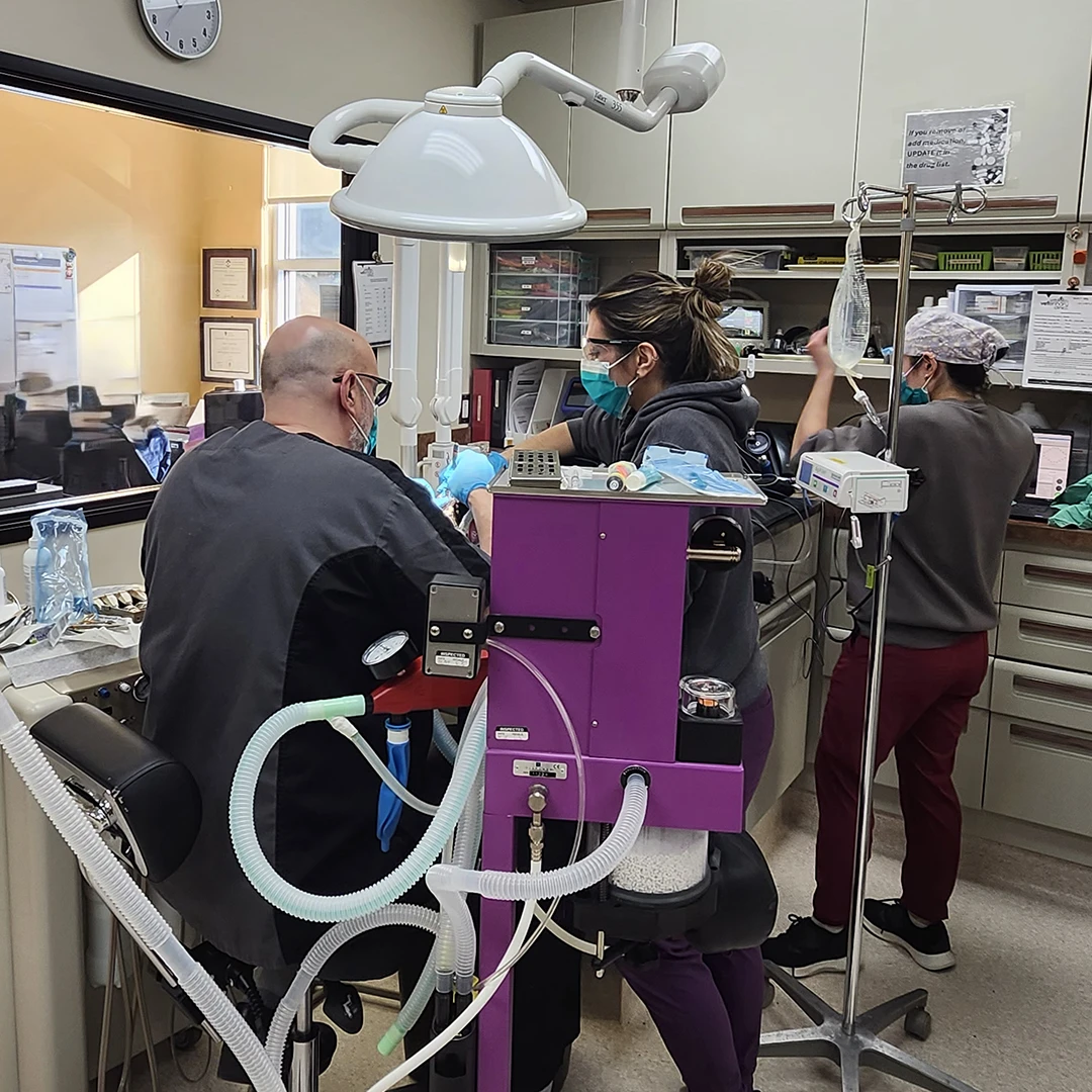 Dental surgery in progress