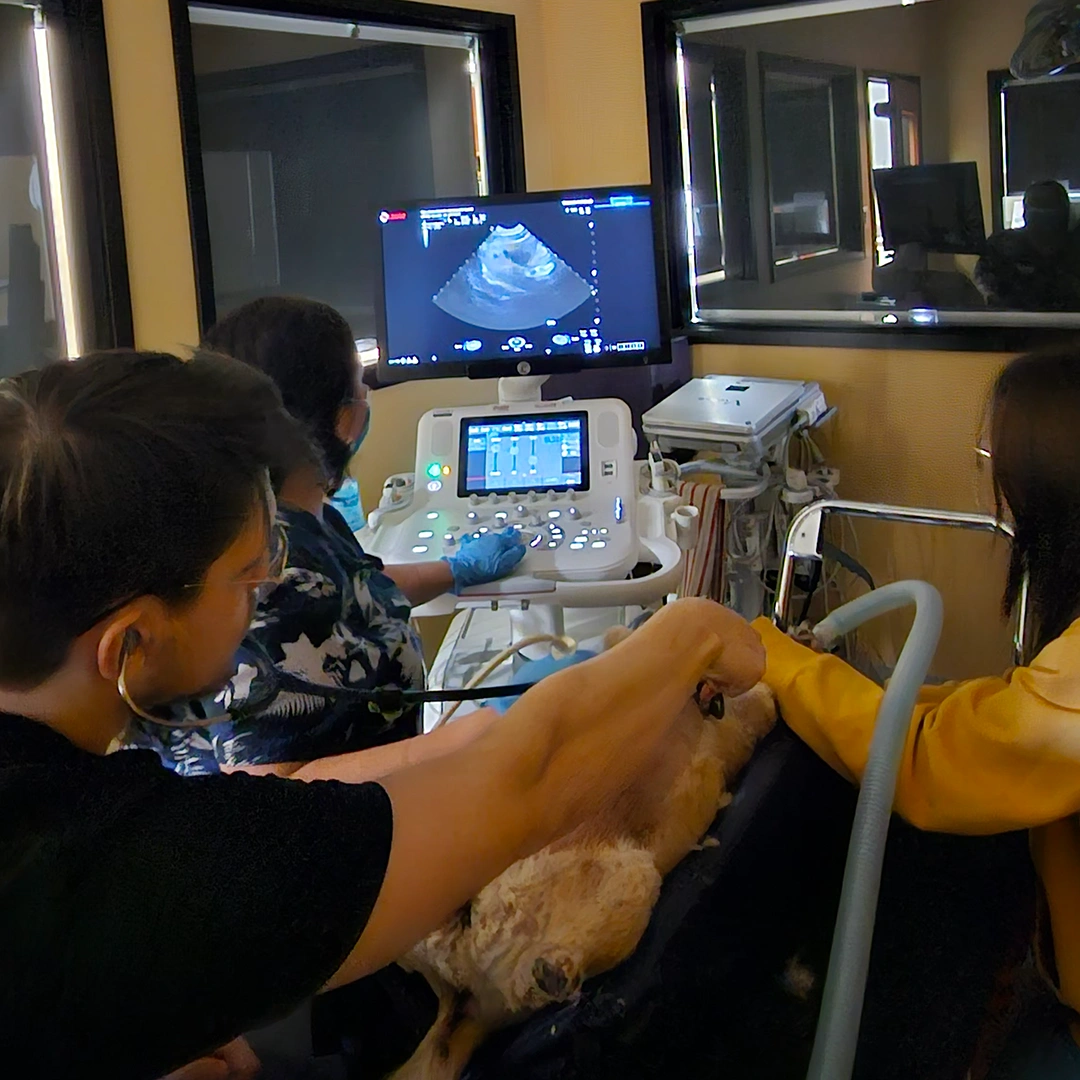 Diagnostic Ultrasound in progress