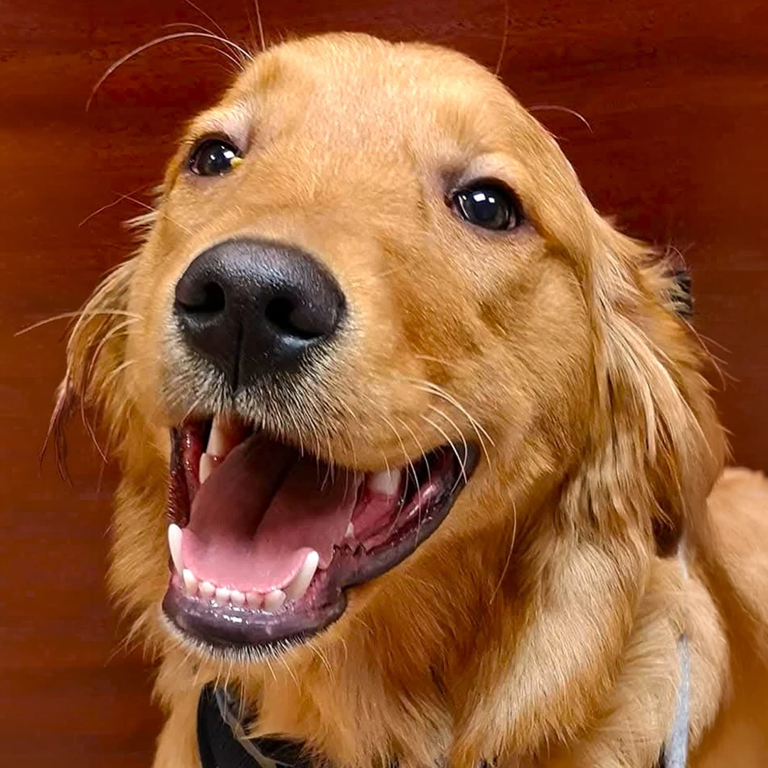 Happy Golden Retriever