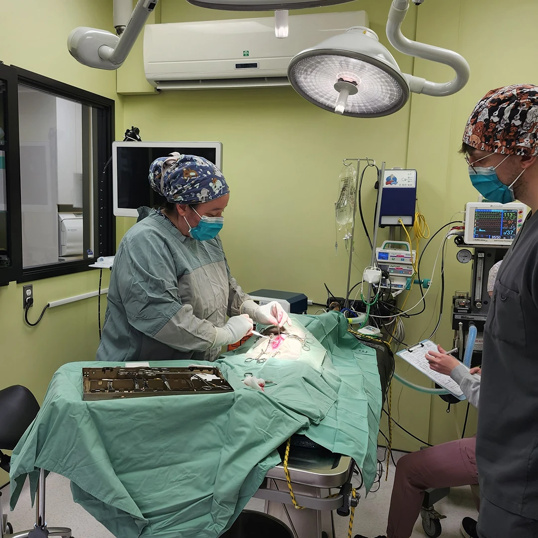 Spay/Neutering being done