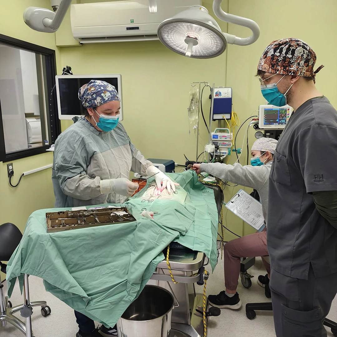 Spay/Neutering Procedure 