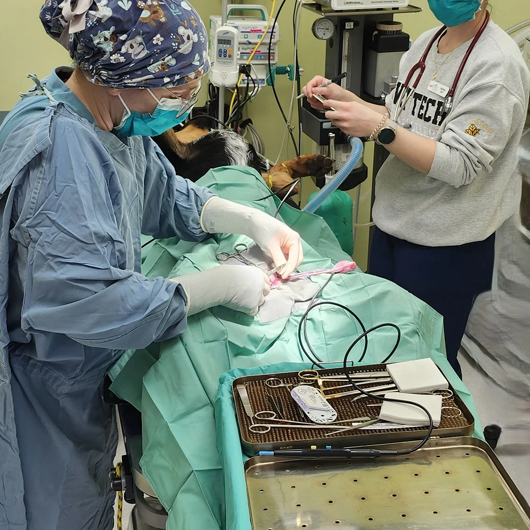 Neutering in progress