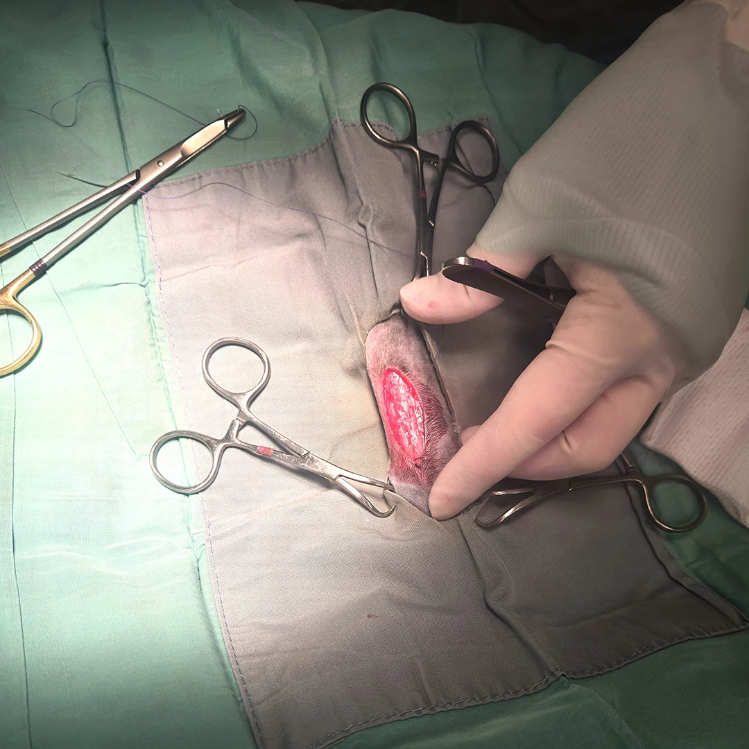 Open incision during oncology surgery