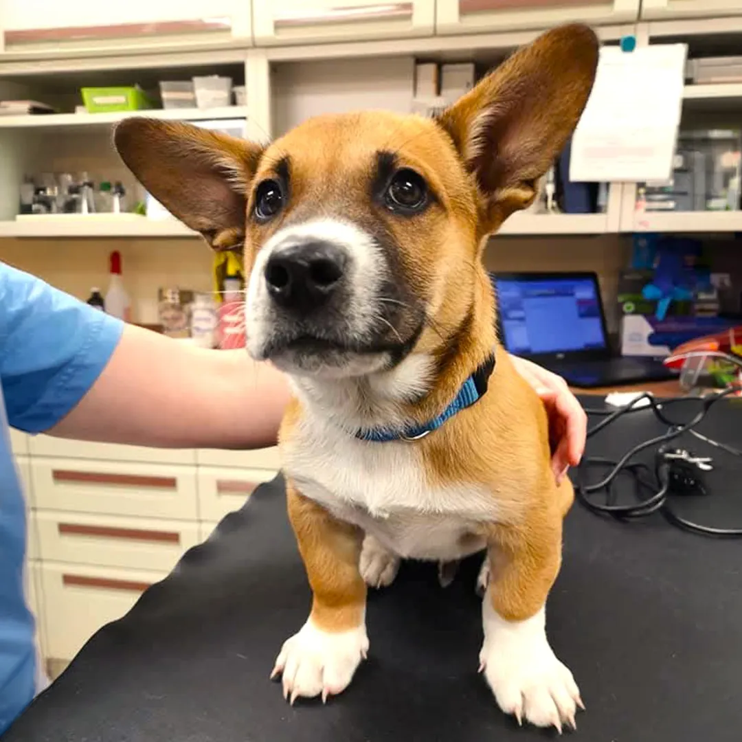 Puppy on the examination table