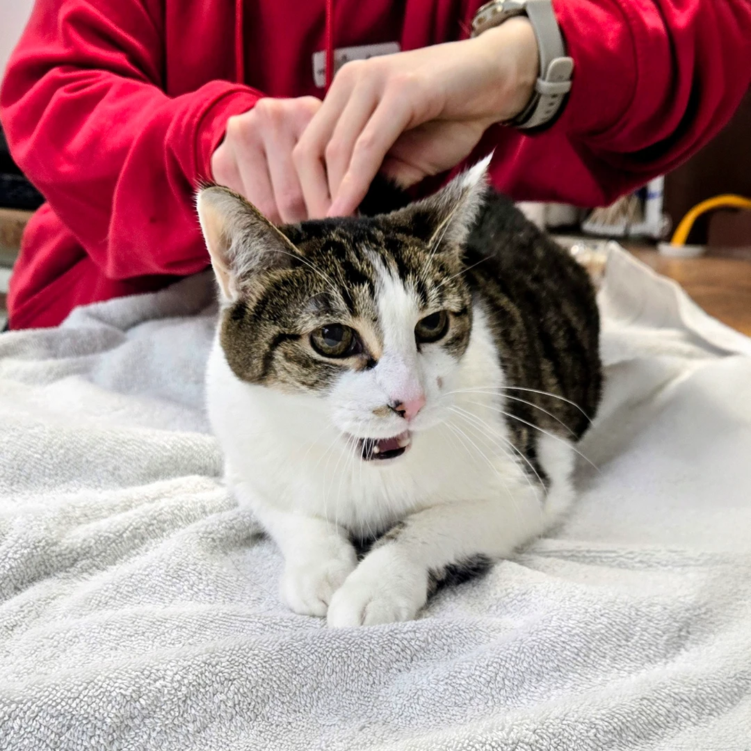 Cat being given a vaccination