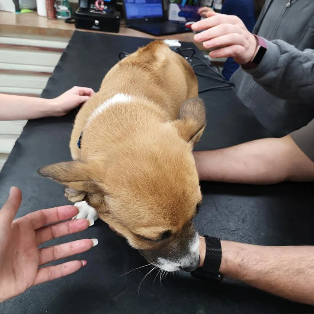 Small dog on the examinations table